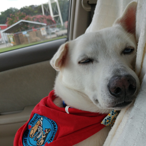 Catawba Valley Obedience Club, Hickory NC